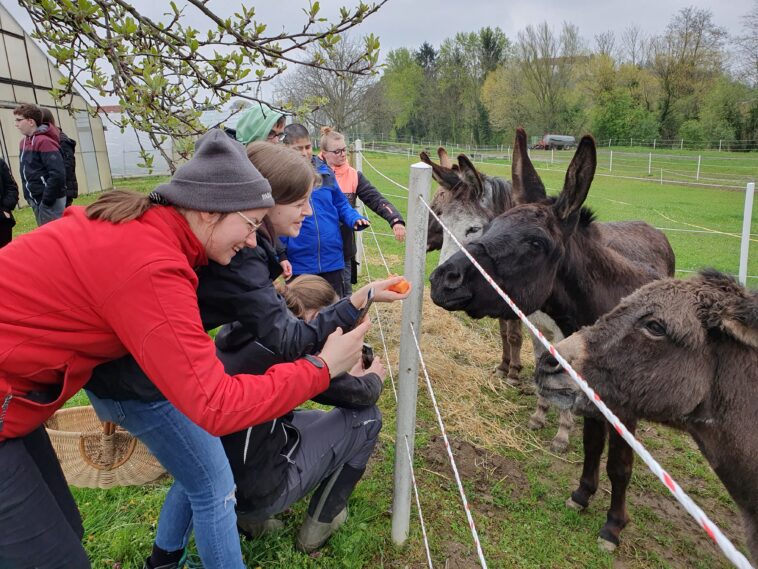 Green Care- Esel im Einsatz