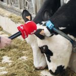 Reporterin hält Kühen ein Mikrofon hin