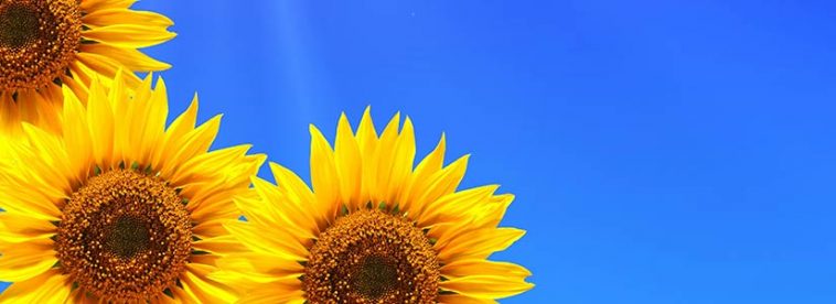 Sonnenblumen vor blauem Himmerl