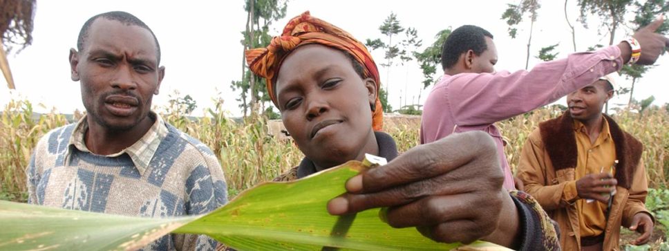 Kenianische Bäuerin nimmt Messung an Mais vor