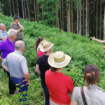 Kärnten: Klimafitter Wald – zum Anschauen und Nachmachen