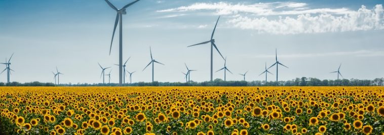 Windräder und Sonnenblumen