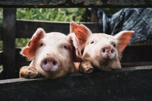 WT Sujetbild Schweinehaltung