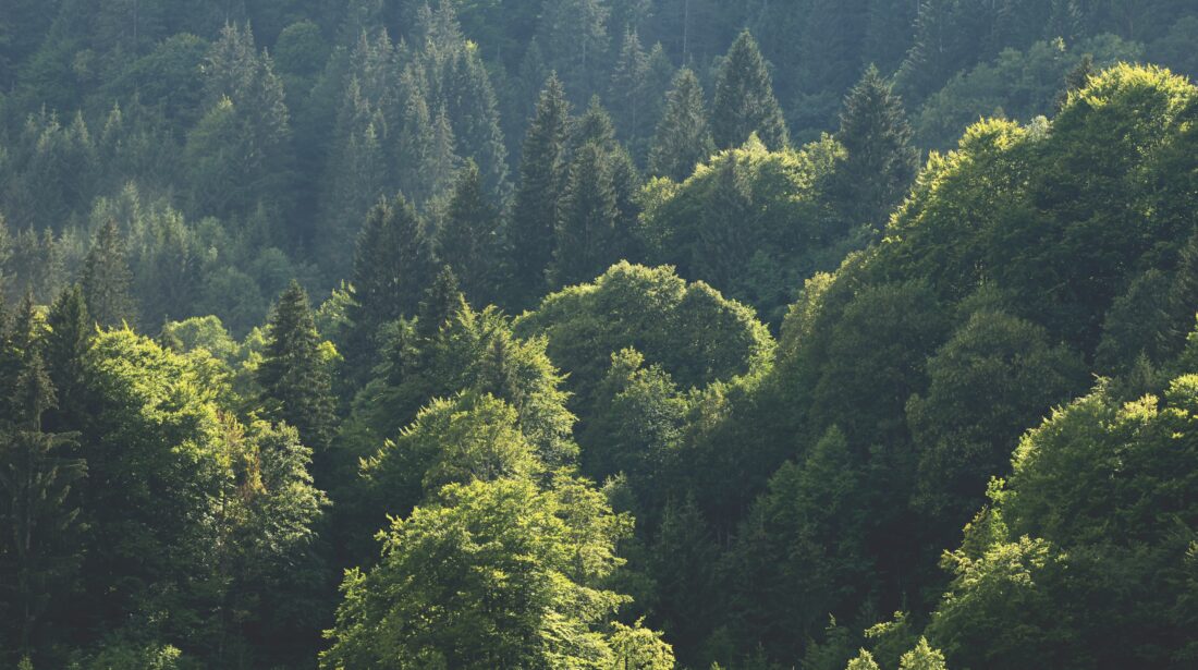 Fachtag Waldwirtschaft I 27.01.26 I Stmk