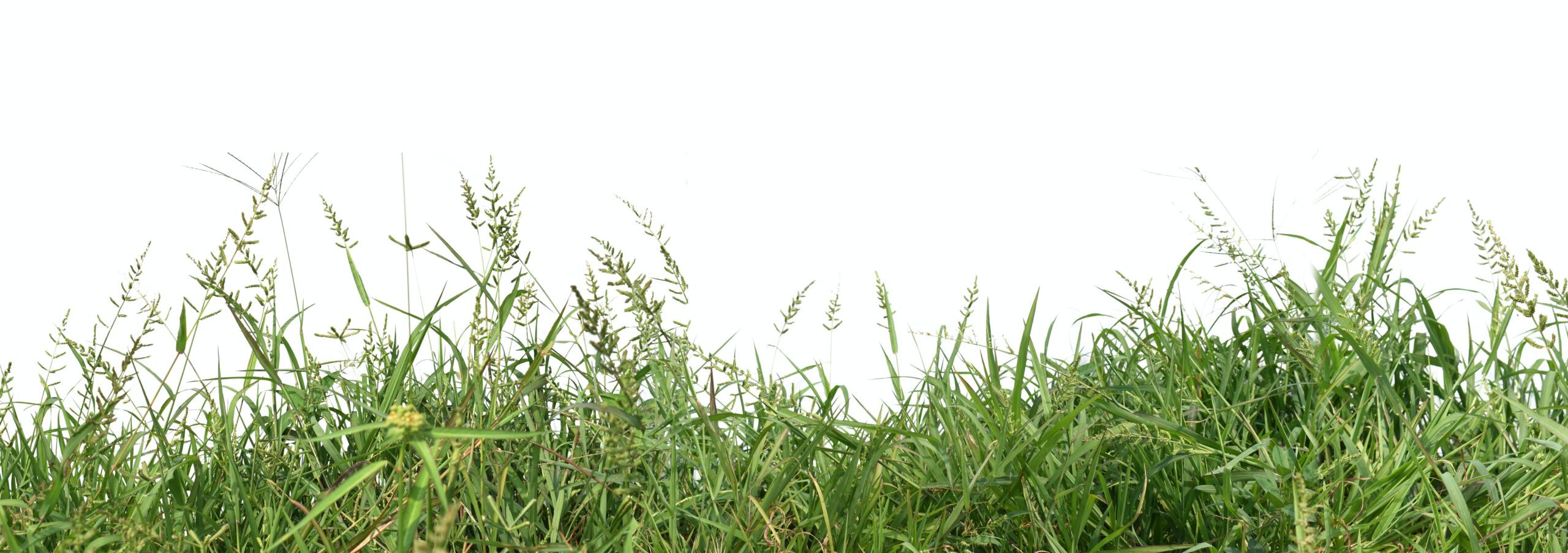 Factsheet (Dezember 2022): Biomasse kann mehr – wenn sie richtig genutzt wird