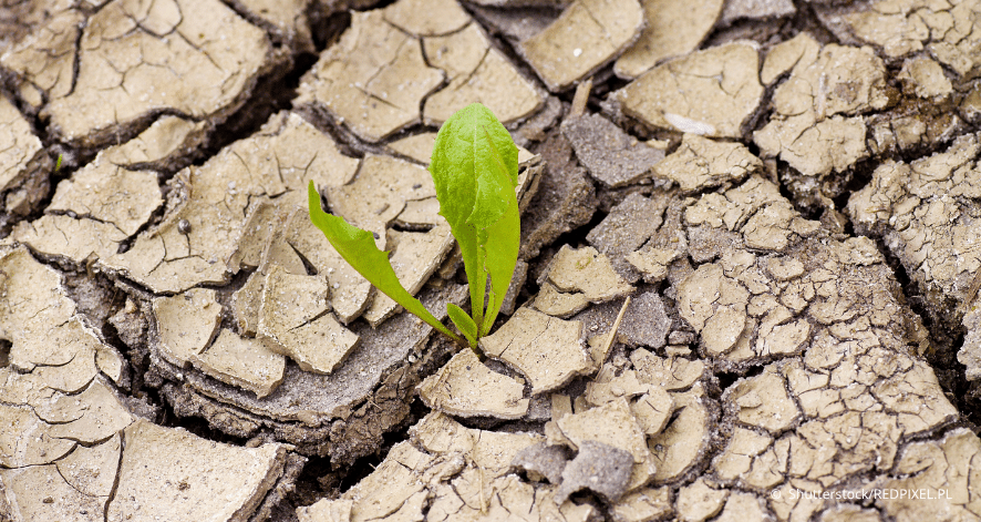 Pflanze w&auml;chst aus ausgetrocknetem Boden. (c) Shutterstock/REDPIXEL.PL