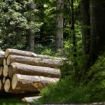 Faktensammlung (Dezember 2023): Moderne Forstwirtschaft: Mit Innovationen unser Klima schützen