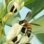 Faktensammlung (Juli 2024): Blühende Äcker und gesunde Ökosysteme