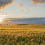 Feld mit Windrad und Sonnenuntergang