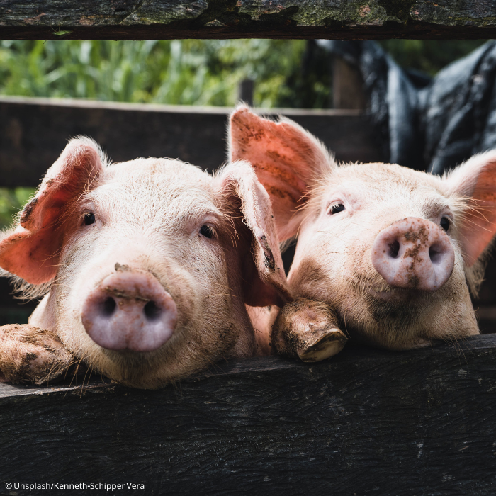 Wintertagung. Fachtag Schweinehaltung. (c)_Unsplash/Kenneth-Schipper Vera
