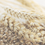 Getreide-Workshop beim ernte.dank.festival.