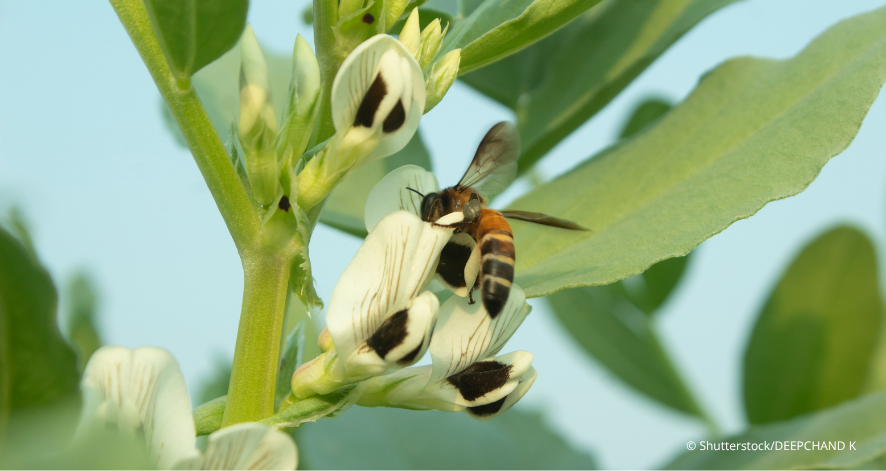 Internationaler Tag der Biodiversit&auml;t