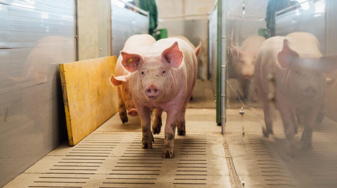 WT 2026 Fachtag Schwein. (c) Daniel Willinger