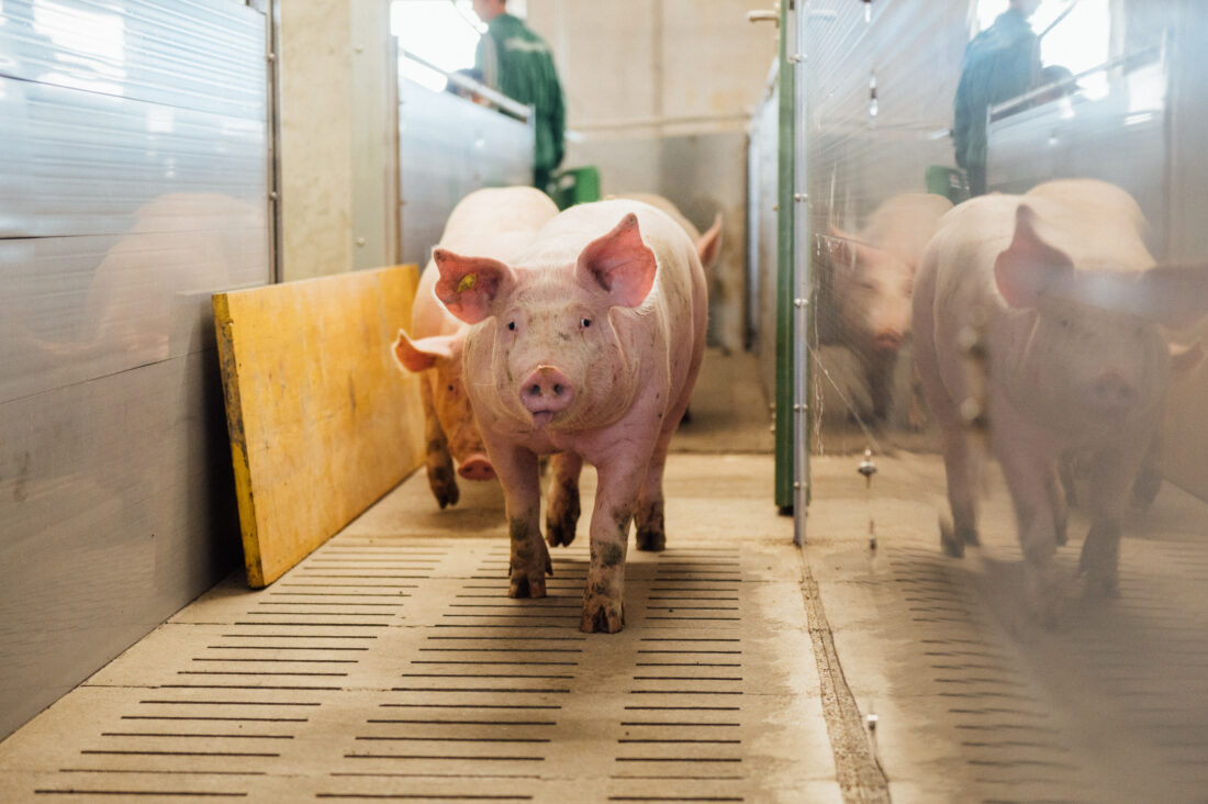 WT 2026 Fachtag Schwein. (c) Daniel Willinger