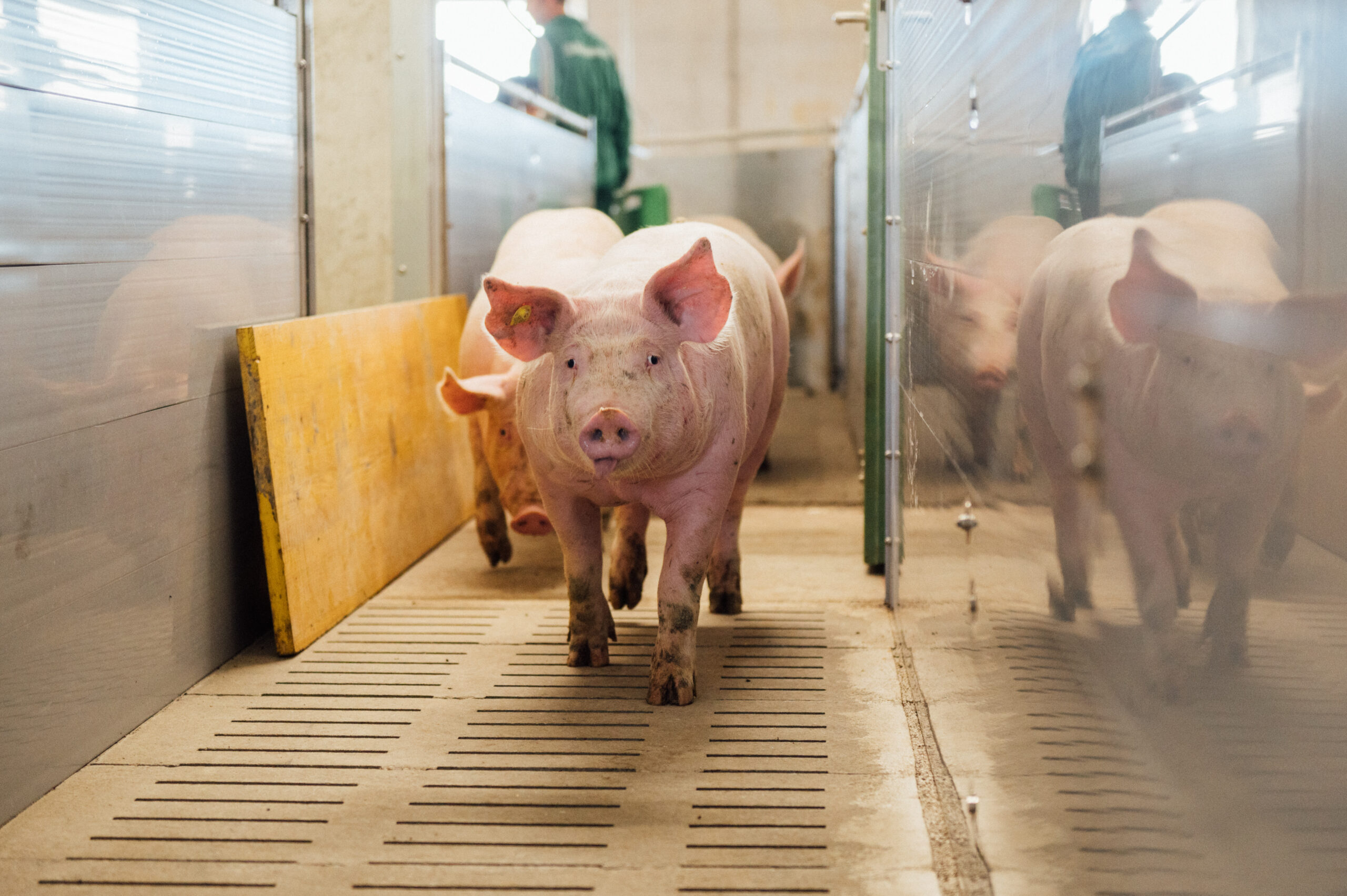 WT 2026 Fachtag Schwein. (c) Daniel Willinger