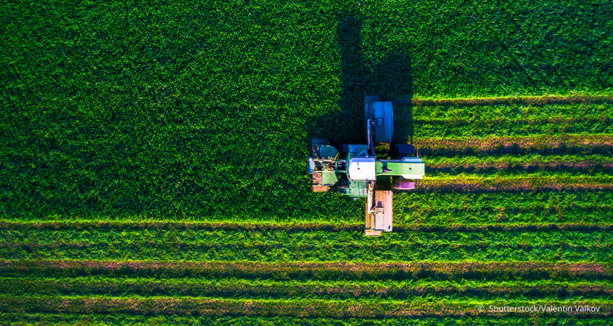 5 Luftaufnahme eines grünen Feldes mit einer landwirtschaftlichen Erntemaschine in der Mitte. Die Maschine fährt geradeaus und hinterlässt parallel verlaufende, gemähte Streifen im dichten Pflanzenbestand. Das Feld ist in kräftigen Grün- und Gelbtönen gehalten, die Reihenstruktur der Ernte ist deutlich erkennbar.