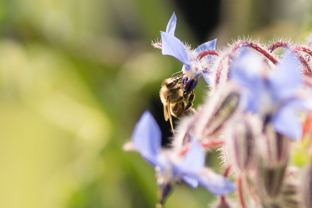 Biene an einer violetten Bl&uuml;te, der Hintergrund ist unscharf