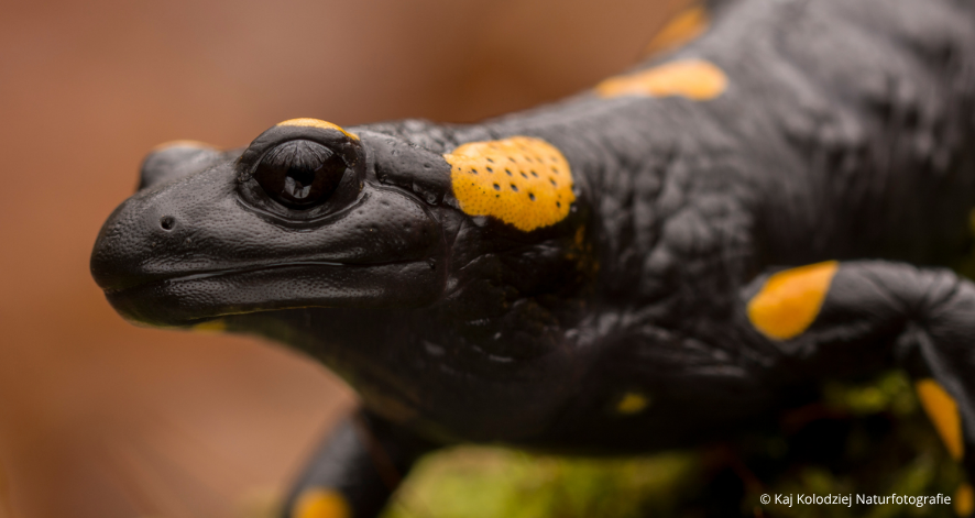 Naturfotografie macht Biodiversit&auml;t erlebbar