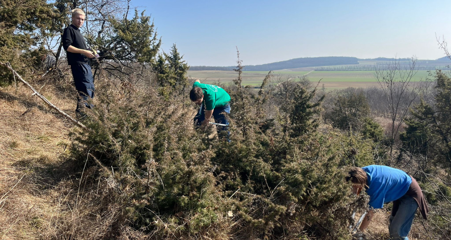 Naturschutzeinsatz am Hundsheimer Berg