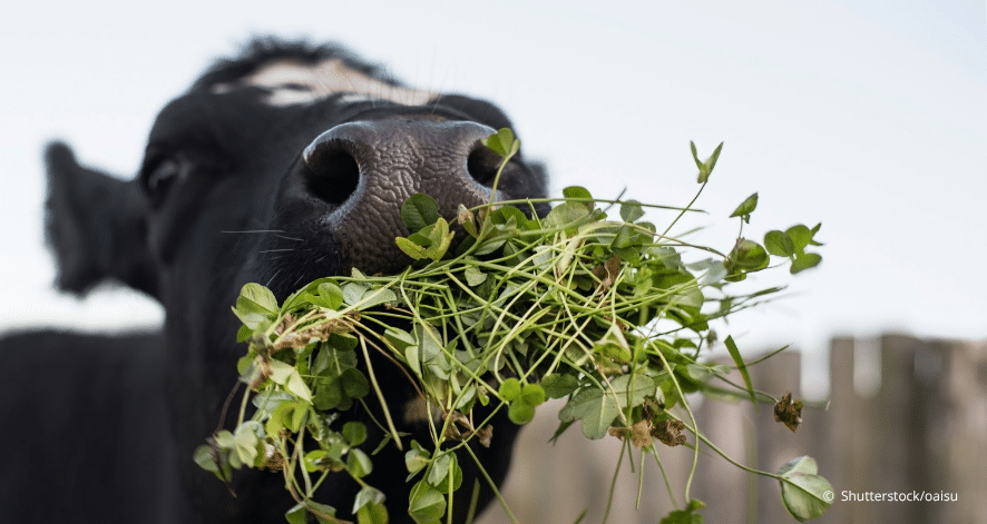 Eine Kuh frisst Gras, Wei&szlig;klee auf der Koppel des Bauernhofs. (c) Shutterstock/oiasu