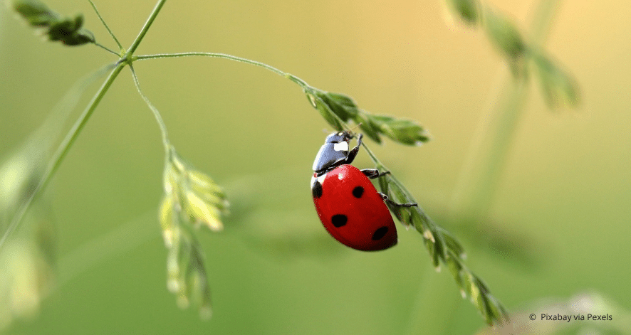 Alt-Text: Nahaufnahme eines Marienk&auml;fers auf einem Grashalm (c) Pixabay via Pexels