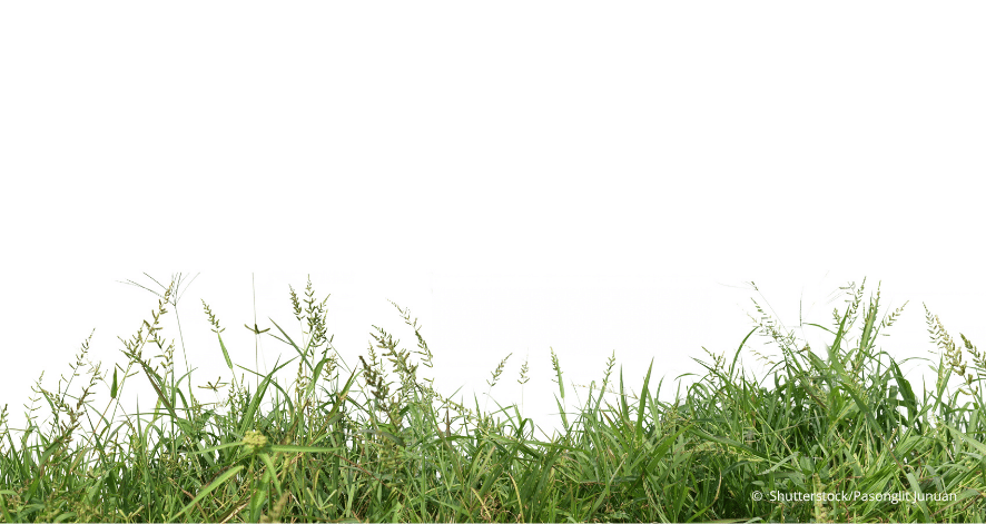 Horizontales Panorama einer gr&uuml;nen Grasfl&auml;che, isoliert auf Wei&szlig;. (c) Shutterstock/Pasonglit Junuan