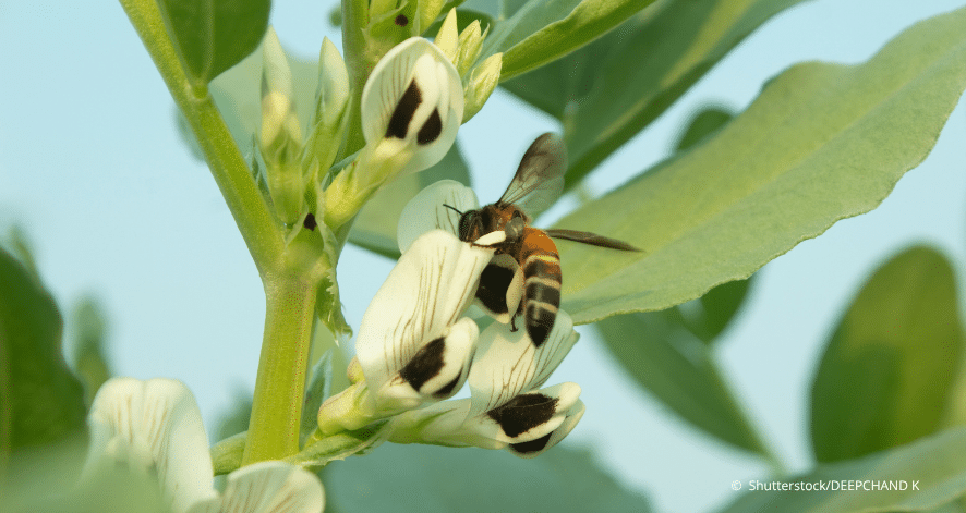 Alt-Text: Biene auf Bl&uuml;te (c) Shutterstock/DEEPCHAND K
